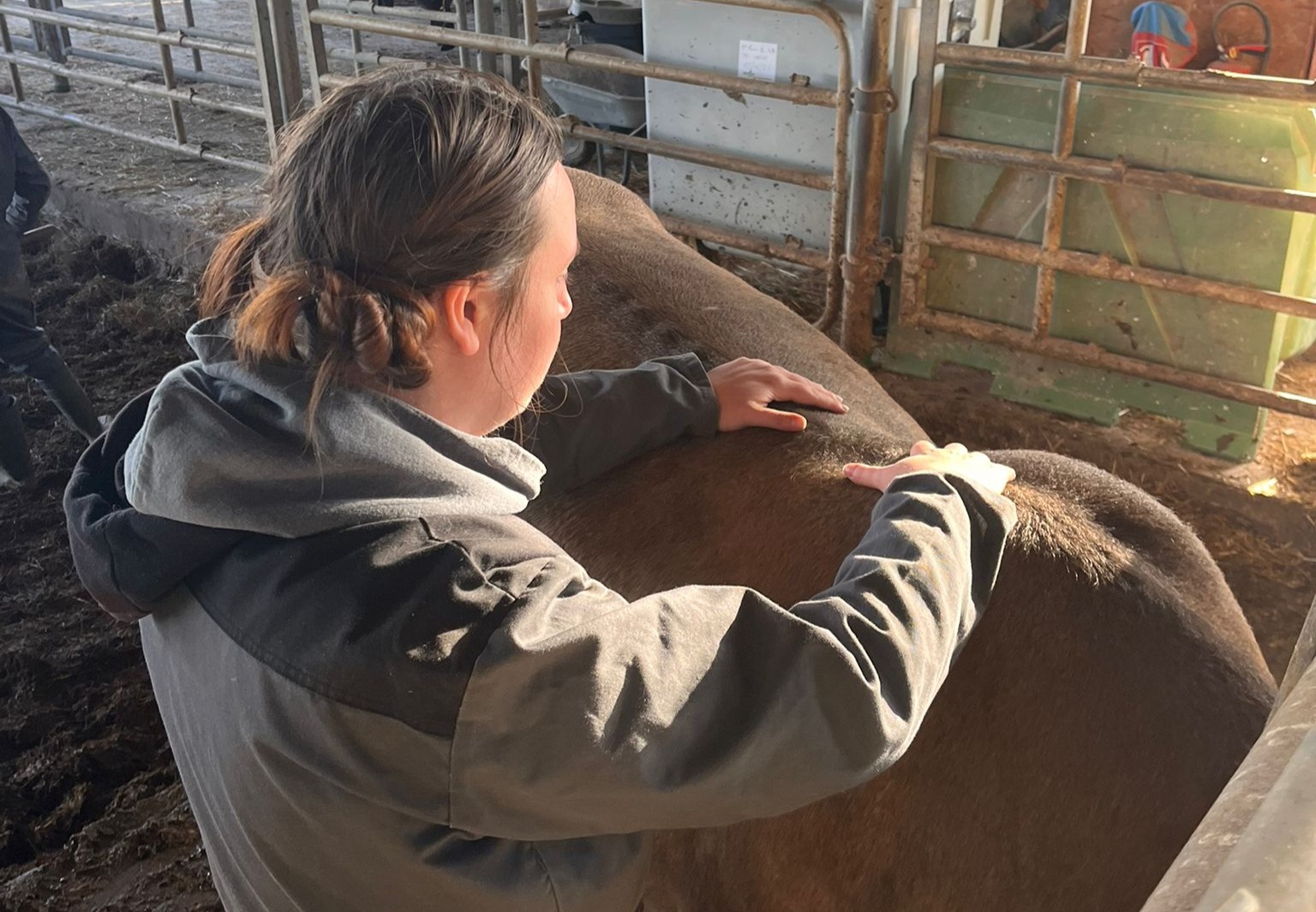 Soin ostéopathique sur une vache